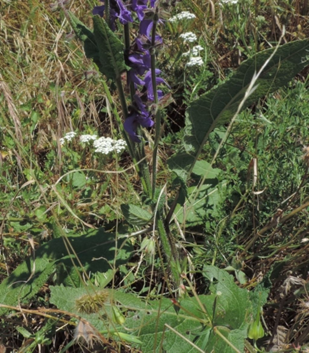 Fiore bleu di...Salvia pratensis